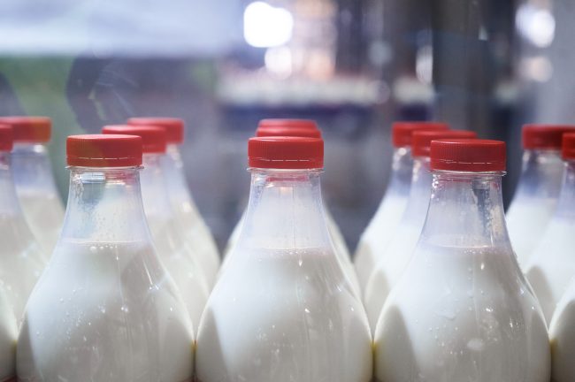 Row of bottles with pasteurized milk on conveyor belt milk carton