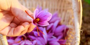The Spice Called "Red Gold": Why Saffron Is So Expensive?