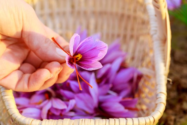 The Spice Called "Red Gold": Why Saffron Is So Expensive?