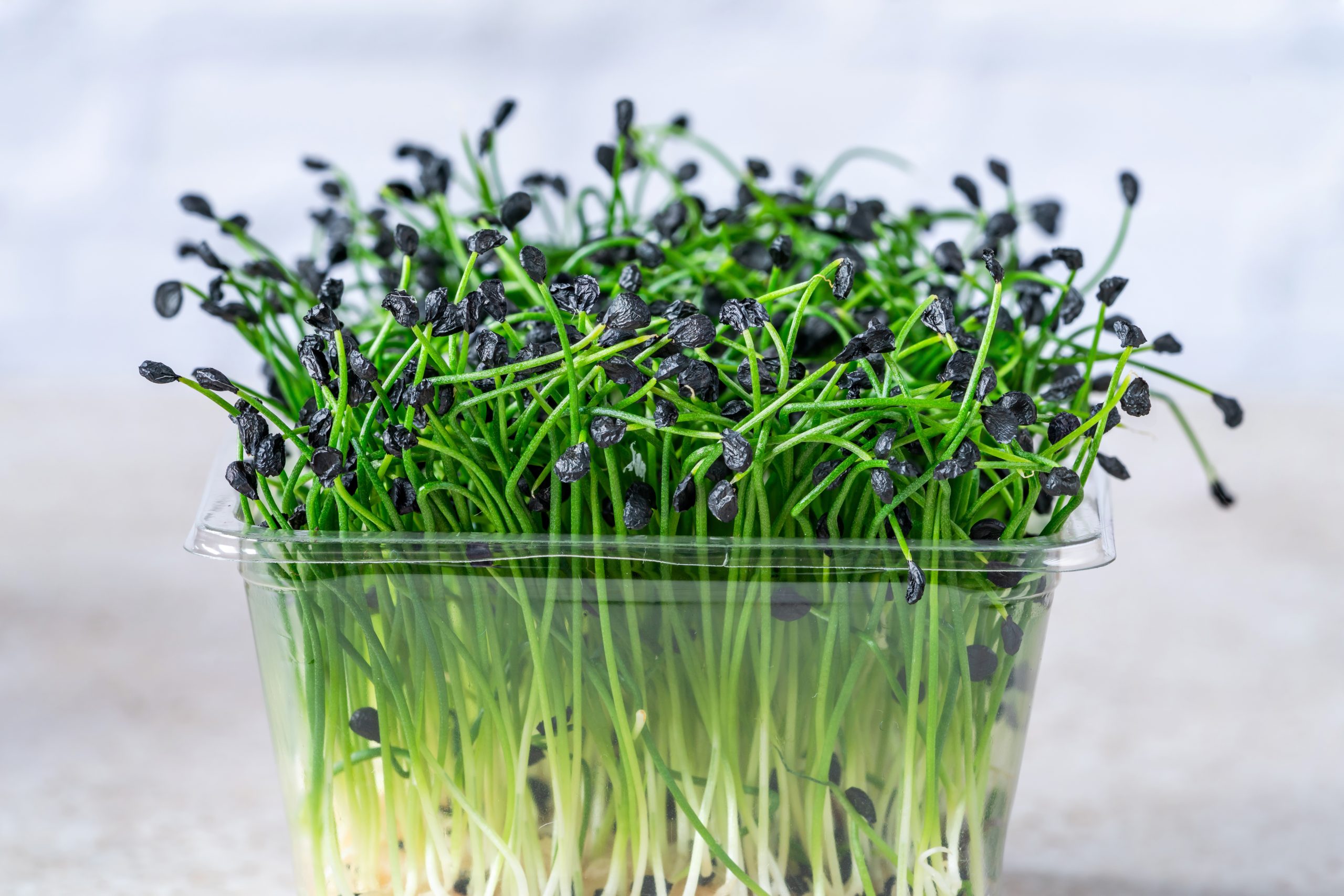 10 Everyday Foods That May Carry Contamination You Didn’t Expect