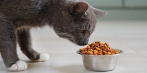 7 Pet Foods That Veterinarians Say Are a Complete Waste of Money