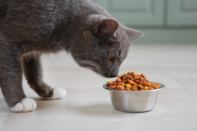 Cat,Eating,From,Bowl,On,The,Floor.,Young,Cat,Eats 7 Pet Foods That Veterinarians Say Are a Complete Waste of Money