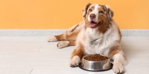 5 Ways to Save on Pet Food at the Grocery Store