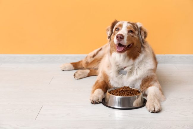 shutterstock_2448195271 5 Ways to Save on Pet Food at the Grocery Store