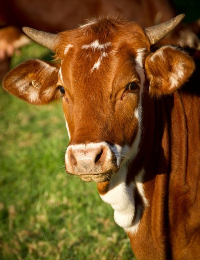 Analysts Warn Certain Food Categories Could See Spring Volatility