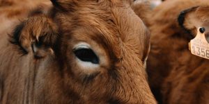 Beef, Sugar, and Coffee Prices Set to Outpace Average Grocery Inflation This Year