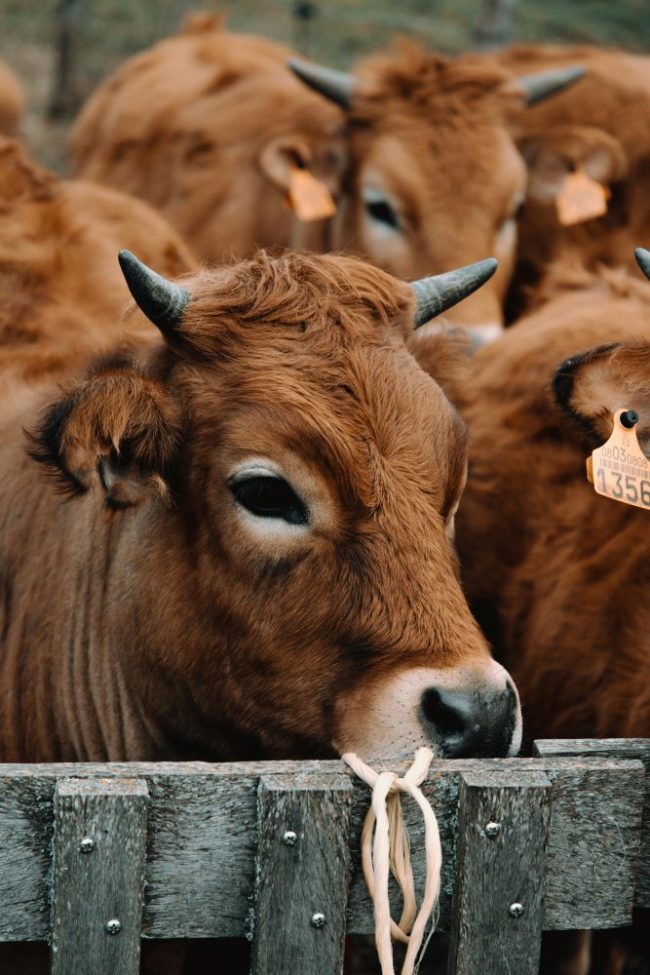 Beef, Sugar, and Coffee Prices Set to Outpace Average Grocery Inflation This Year