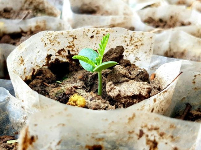 pexels-kkwritesofficial-11707880 4 Benefits of Using Milk Jugs to Start Seeds This April