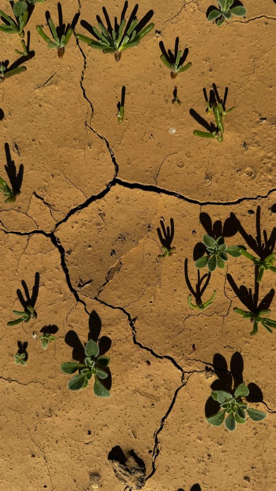 pexels-tasha_whitegold-75706404-37132405 Arizona Food Price Watch: Maricopa County Now in Drought as Produce Markets Tightens