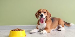 Revival Animal Health dog milk replacer recall