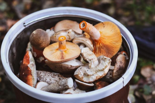 Why Supermarkets Are Suddenly Obsessed With Functional Mushrooms