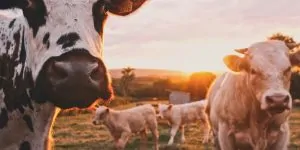 dairy